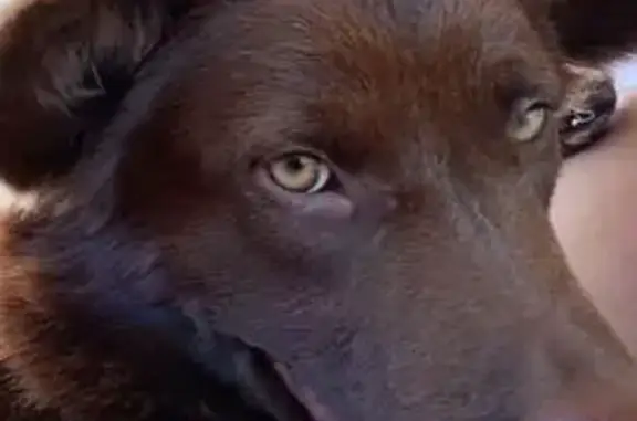 Cachorro perdido Macho (brl002...