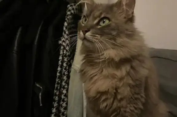 Chat perdu, Paris, photo: Chat perdu, Avenue Saint-Jacques, Savigny-sur-Orge - adulte craintif