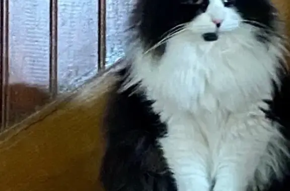 Chat perdu, Aulnay-sous-Bois, photo: Chat perdu, Avenue Louis Blanc, Aulnay-sous-Bois - minette noire et blanche, très craintive