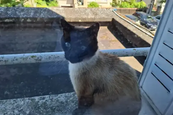 Chat trouvé Paris, photo: Chat trouvé, Avenue Maréchal Lyautey, Dijon - grands yeux bleu glace