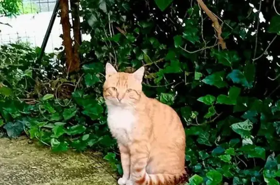Animaux trouvés Paris, photo: Chat trouvé, Rue Pelleport, Paris - roux et amical