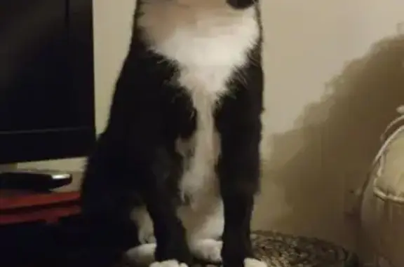 Lost male cat, M4, 30, Pontprennau, Marshfield - chipped and registered in Ireland - photo