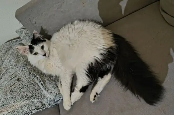 Chat perdu, Saint-Nazaire, photo: Chat perdu, Rue des Ajoncs, Saint-Nazaire - semi angora blanc