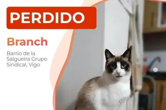 Gato perdido Macho, Vigo (sl495831) - photo