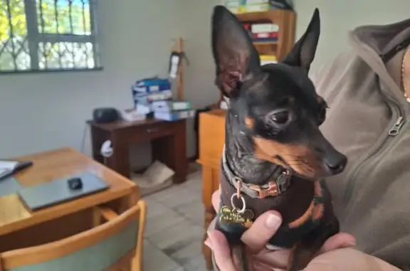 Found dog Bloemfontein, photo: Found dog, Barry Richter Road, Bloemfontein - female Doberman Pincher