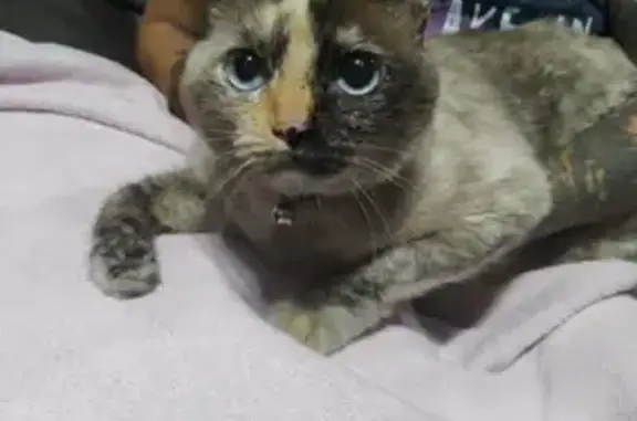 Gato encontrado Fêmea (brf0027...