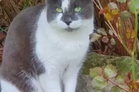 Animaux perdus Jeumont, photo: Chat perdu, Rue du Docteur Charcot, Jeumont - gris foncé et blanc