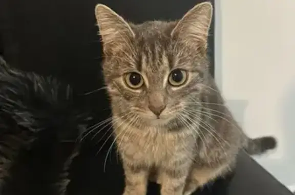 Animaux perdus Paris, photo: Chat perdu, Rue Pierre Brossolette, 16, Colombelles - femelle grise tigrée