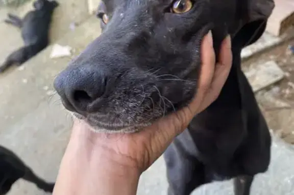 Cachorro perdido Macho (brl002...
