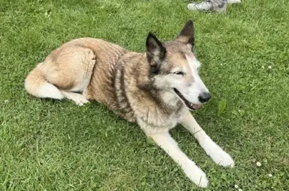 Chien trouvé Omex, photo: Chien trouvé, Omex, Occitanie