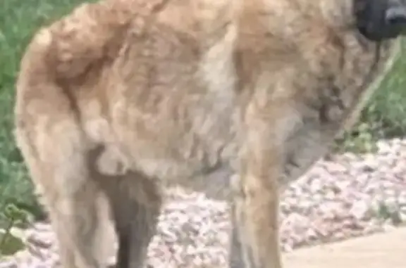 Lost dog, Airport Boulevard, 550, Aurora - male German Shepherd - photo