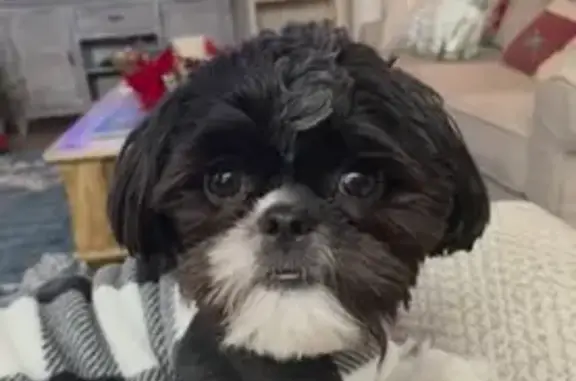 Lost dog, Orchard Hill Road, LaGrange - male, black & white - photo