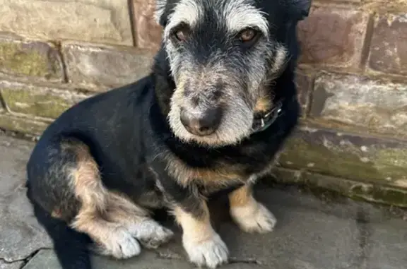 Animaux perdus Strasbourg, photo: Chien perdu, Rue Louis Pasteur, Oberhausbergen - collier vert