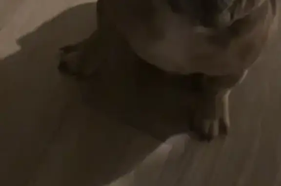 Lost male dog, 1st Street South, Birmingham - two puppy Frenchies - photo