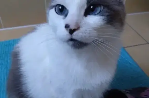 Animaux perdus Vannes, photo: Chat perdu, Rue des Korrigans, Néant-sur-Yvel, Vannes - femelle Ragdoll