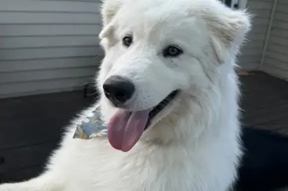 Missing dog Wentzville, photo: Lost dog, West Highway North, Wentzville - large Samoyed