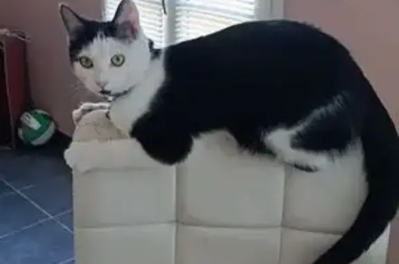 Animaux perdus Vaumoise, photo: Chat perdu, Rue de la Picardie, Ivors - petite chatte noire et blanche