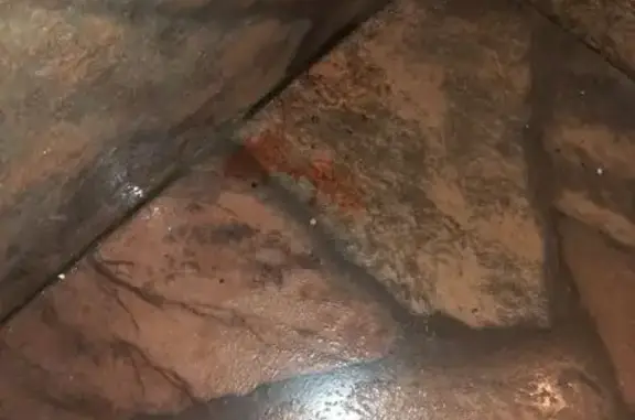 Gato encontrado Fêmea (brf0027...