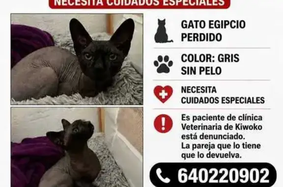 Perdido gato macho, Sevilla, Andalucía - egipcio con cuidados especiales - photo