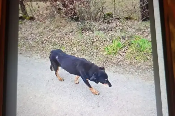 Chien perdu, Impasse du Perdrigal, Sainte-Radegonde, Rodez - noir et feu beauceron croisé labrador - photo