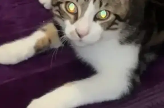 Animaux perdus Firminy, photo: Chat perdu, Firminy