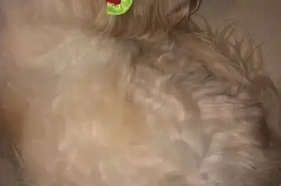 Cachorro encontrado Fêmea (brf...