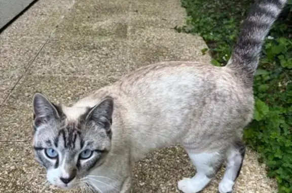 Animaux trouvés Magny-les-Hameaux, photo: Chat trouvé, Rue André Hodebourg, Magny-les-Hameaux - jeune mâle blanc aux yeux bleus