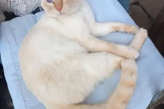 Animaux trouvés Saint-Ciers-sur-Gironde, photo: Chat trouvé, Cité l'Étang, Saint-Ciers-sur-Gironde - blanc avec bout de la queue rousse