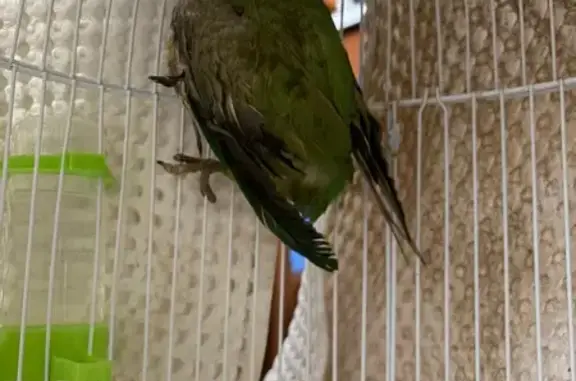 Lost and found pets Mililani Town, photo: Found bird, Kaloapau Street, Mililani Town - male Ring Neck Parakeet