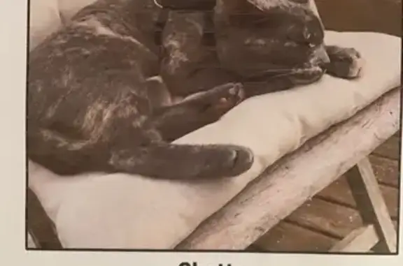 Chat perdu, Lunery, photo: Chat perdu, Avenue du Docteur Témoin, Lunery - écaille de tortue avec harnais noir