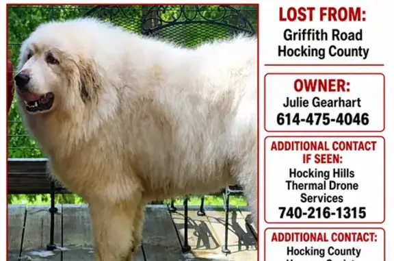 Lost male dog, Griffith Road, Arlington - photo