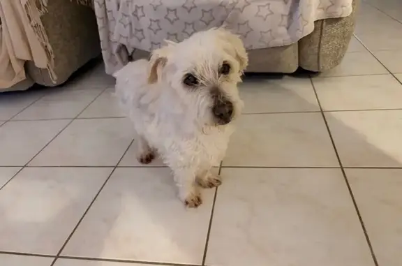Animaux trouvés Janzé, photo: Chien trouvé, La Vigne, 2, Janzé - petit bichon ou croisé