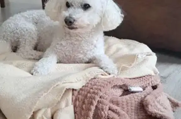 Animaux perdus Paris, photo: Chien perdu, Rue Gazonfier, Le Mans - Gino, bichon frisé