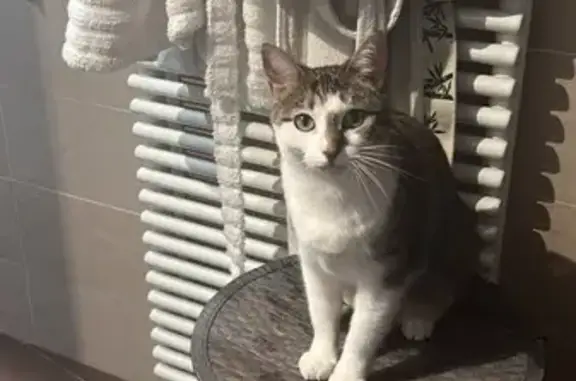 Animaux perdus Paris, photo: Chat perdu, Allée Stanislas Kubacki, Livry-Gargan - stérilisée et pucée