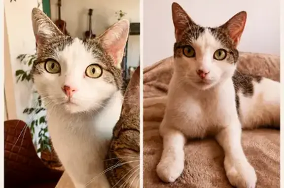 Animaux perdus Aire-sur-la-Lys, photo: Chat perdu, Rue des Tanneurs, Aire-sur-la-Lys - blanc et tigré avec tache sur le nez