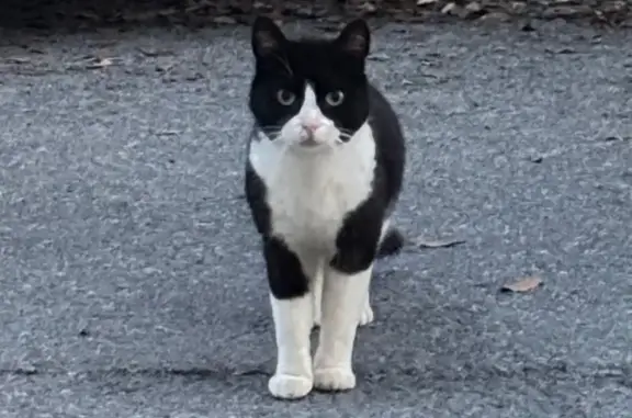 Animaux trouvés Le Croisic, photo: Chat trouvé, Rue Porte-Moreau, Le Croisic - noir et blanc