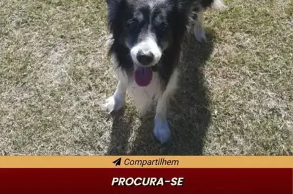 Cachorro perdido Macho (brl002761) - photo