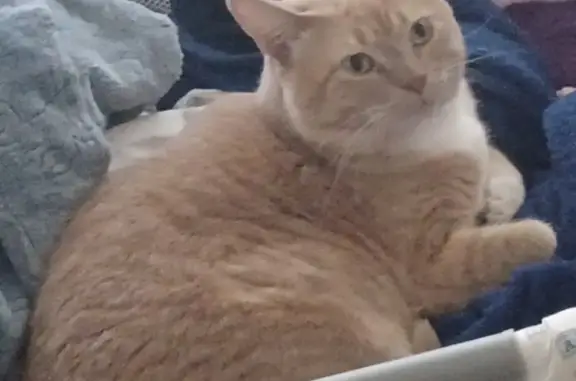 Missing cat Cicero, photo: Lost male cat, South 58th Avenue, Cicero - husky blonde tabby