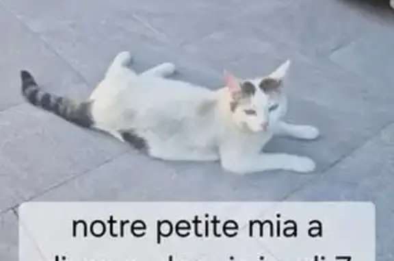 Chat perdu, Route de Montreuil, Romainville, Paris - yeux verts - photo