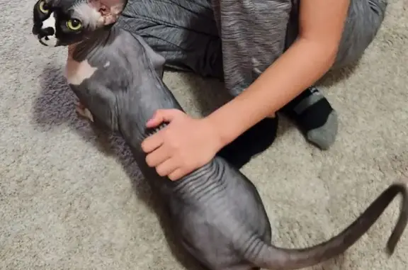 Lost cat, Kinsey Park Drive, Brookfield - Sphynx with heart marking - photo