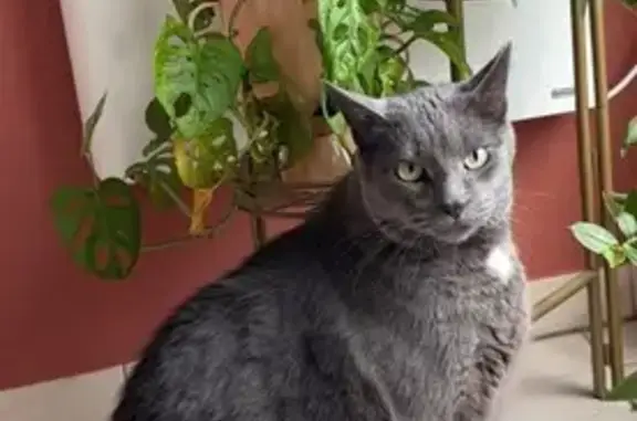 Animaux perdus Rumegies, photo: Chat perdu, Rue du Grand Chemin, Rumegies - tache blanche sous la tête