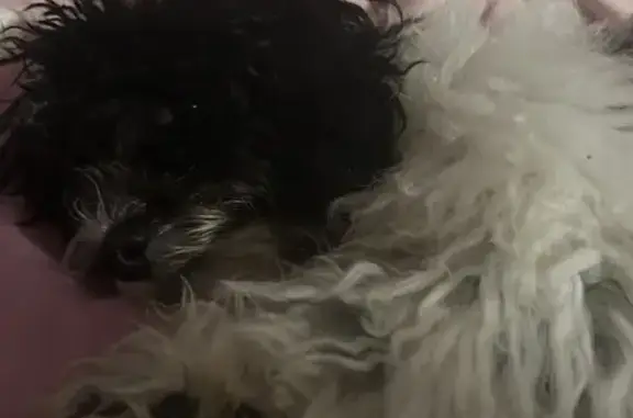 Lost dog, East 34th Street, Arlington - male, 2 years old - photo
