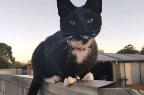 Lost pets Cannington, photo: Lost female cat, Bickley Road, 381, Gosnells - black and white, short haired