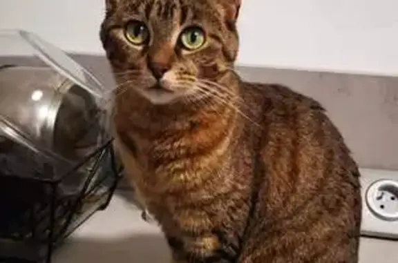Animaux perdus Serqueux, photo: Chat perdu, La Cavée, 1209, Sommery - femelle type européenne