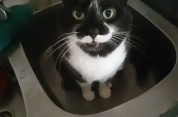 Animaux perdus Nîmes, photo: Chat perdu, Impasse des Papillons, Nîmes - femelle noire et blanche