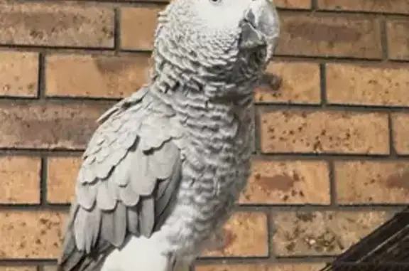 Lost bird, Player Close, Wyndham City - female with white face and grey body - photo