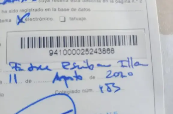 Perros perdidos, Murcia, foto: Perdido perro, Vereda del Catalan, 18B, Murcia - hembra pastor belga malinois