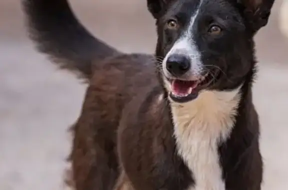 Chien perdu Laventie, photo : Chien perdu, Rue du Hem, Laventie - collier marron avec AirTag