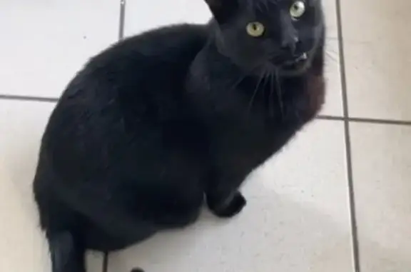 Chat perdu, Paris, photo: Chat perdu, Avenue Maréchal Foch, Auray - mâle noir de 5 ans