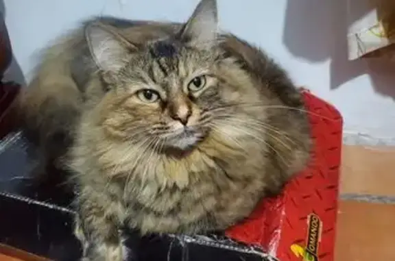 Gato perdido Hembra, Aguascali...
